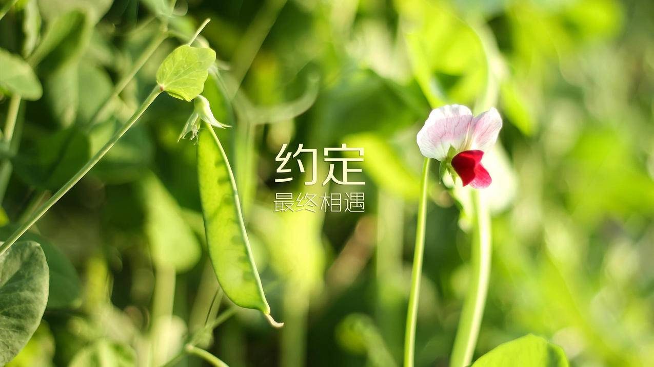 客服主管王小华
